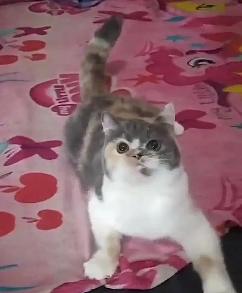 British shorthair calico female