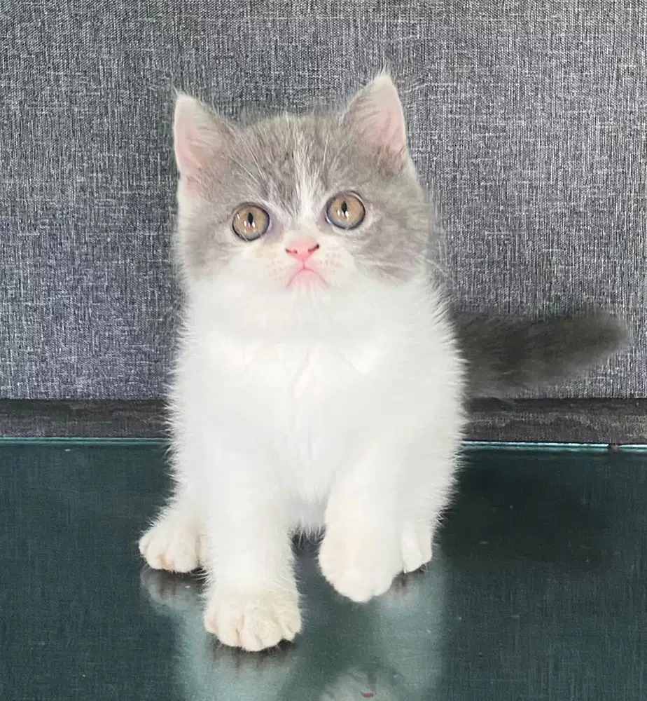 British shorthair nonped abu putih