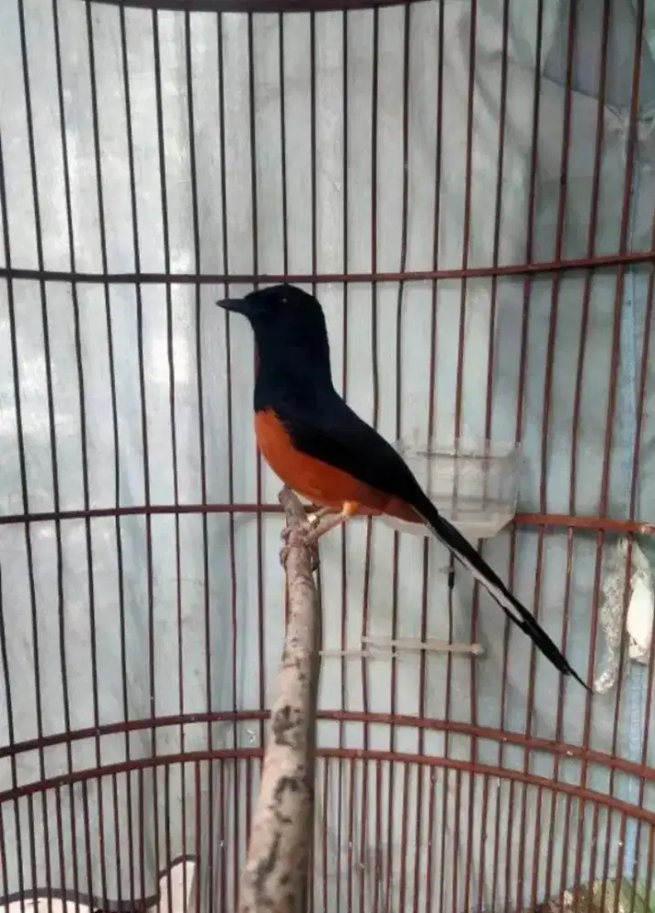 Murai Batu Medan Bahorok Bodi Gede Kaki Hitam Ring Golden Bunyi Rajin