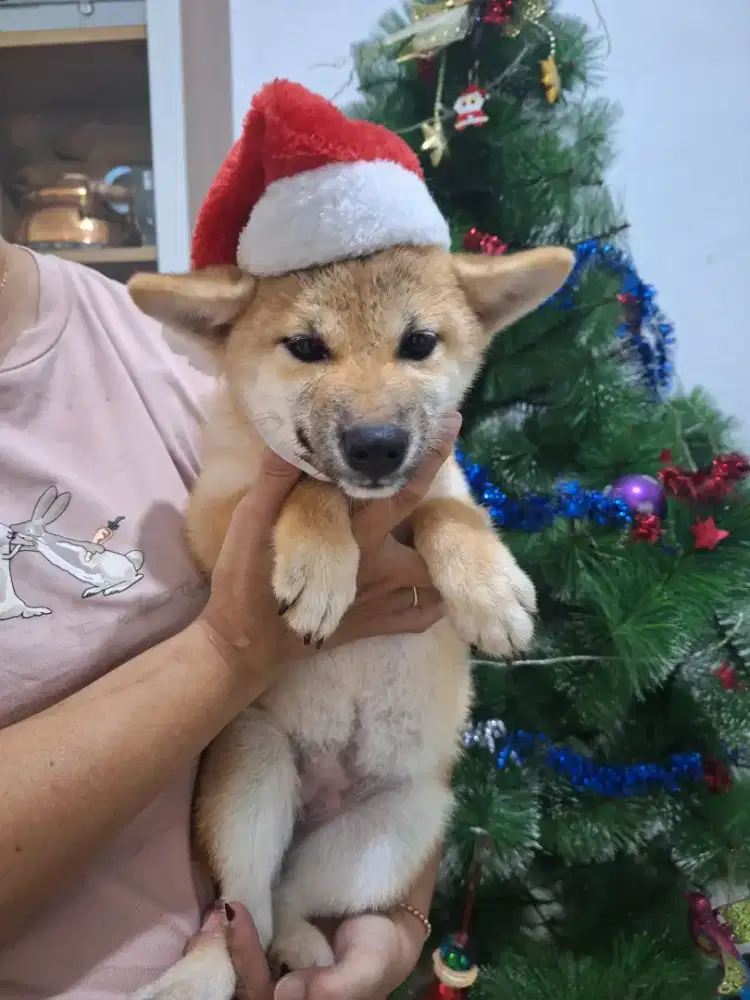 Dijual anakan shiba inu betina