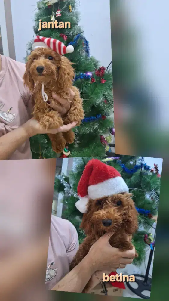 Dijual anakan poodle