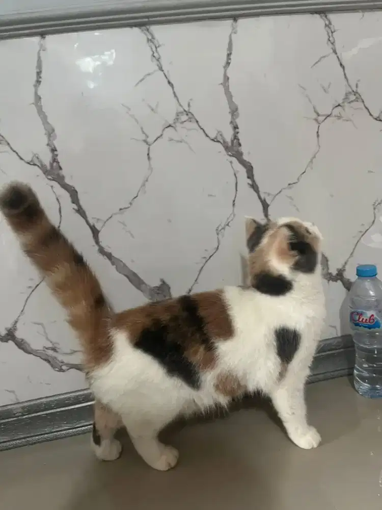 British Shorthair  calico delute cariier cinamon