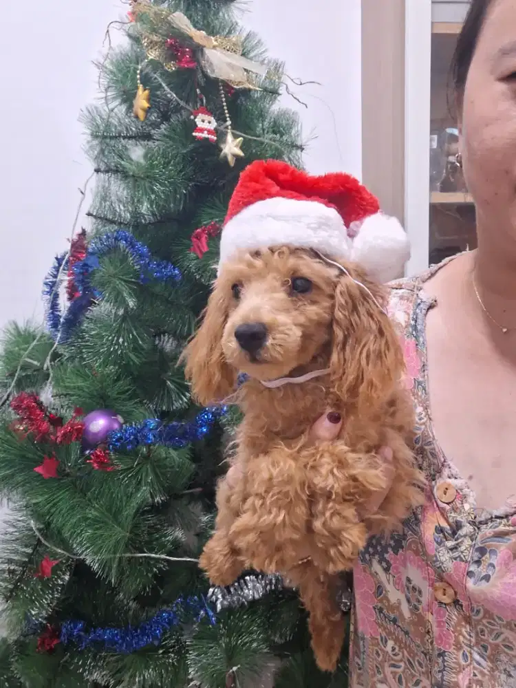 Dijual anakan poodle apricot