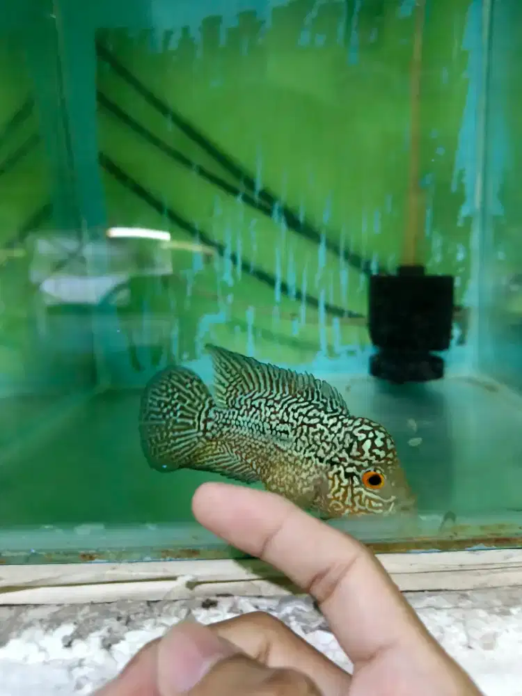 Ikan louhan cencu freemarking