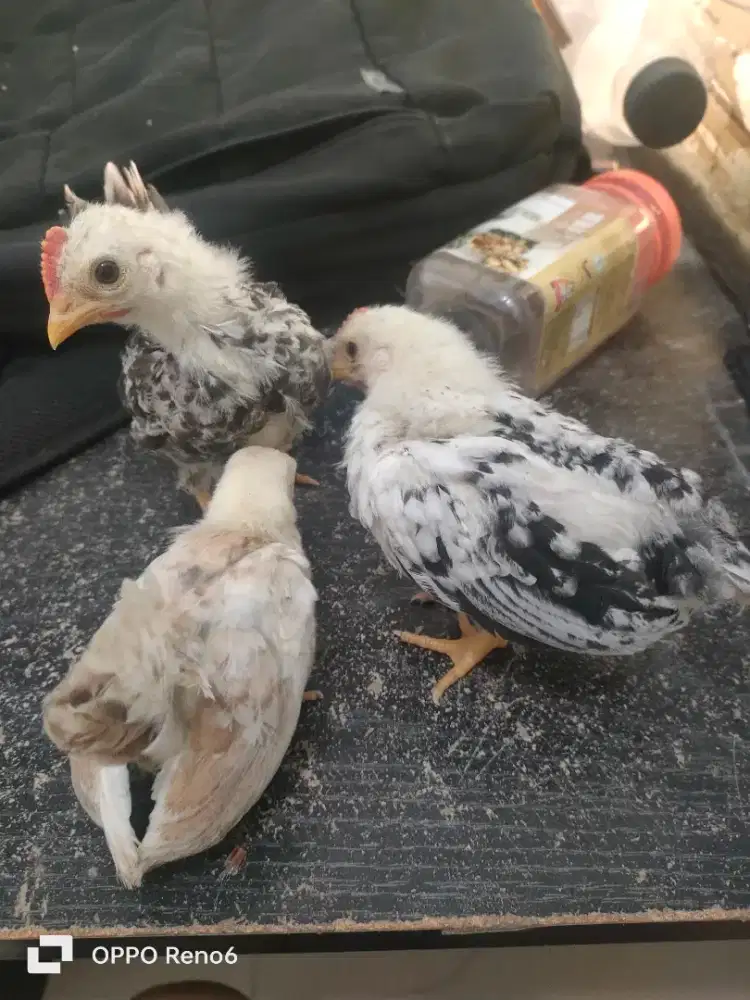 Jual anak ayam kate