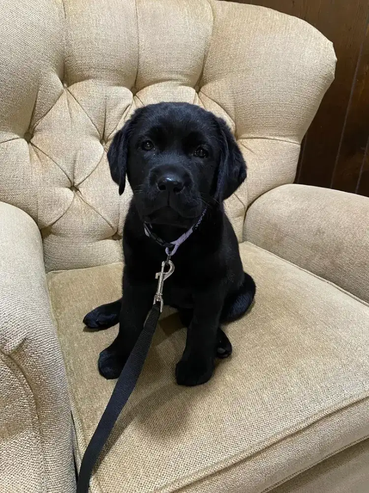 DIJUAL ANJING LABRADOR RETRIEVER