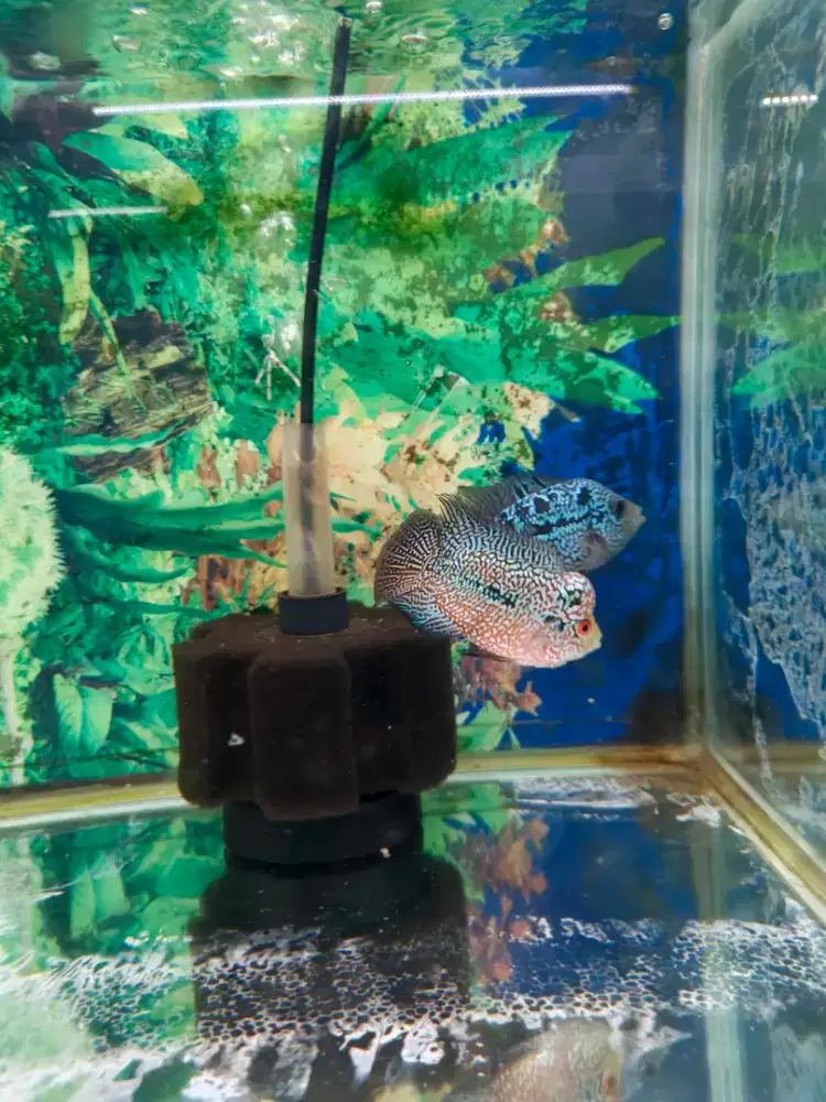 Ikan louhan cencu free marking