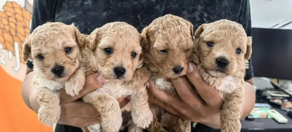 Dijual puppy bichon x poodle