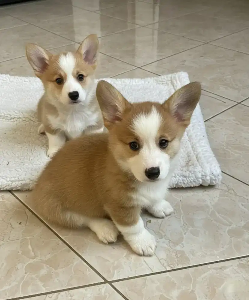 DIJUAL ANJING WELSH CORGI