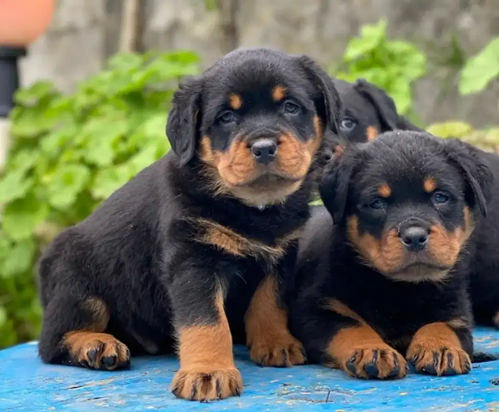 DIJUAL ANJING ROTTWEILER