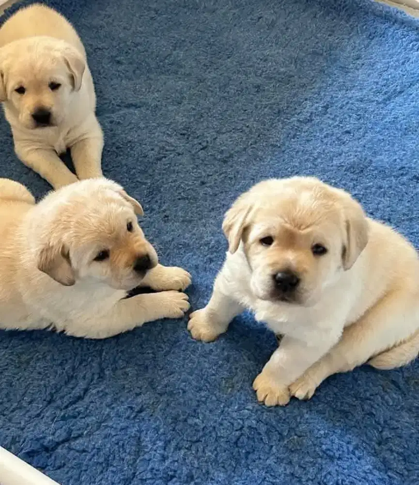 DIJUAL ANJING LABRADOR RETRIEVER