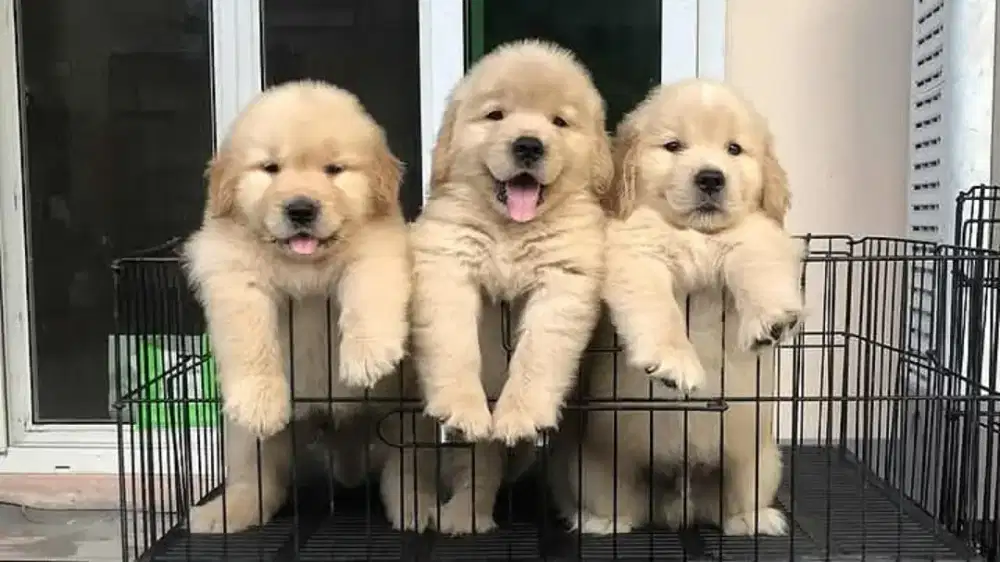 DIJUAL ANJING GOLDEN RETRIEVER