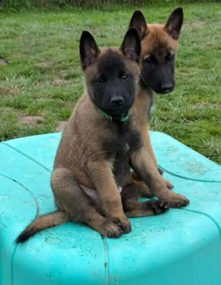 DIJUAL ANJING BELGIAN MALINOIS