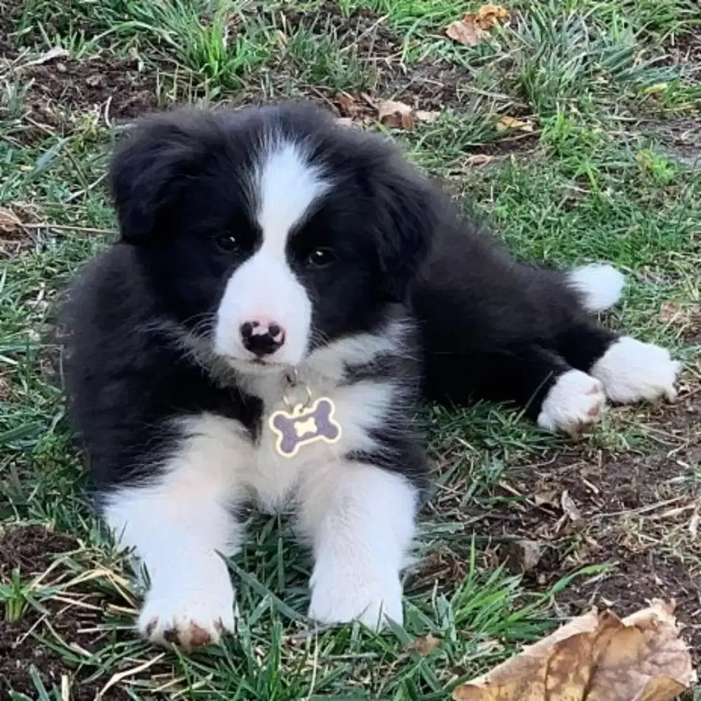 DIJUAL ANJING BORDER COLLIE