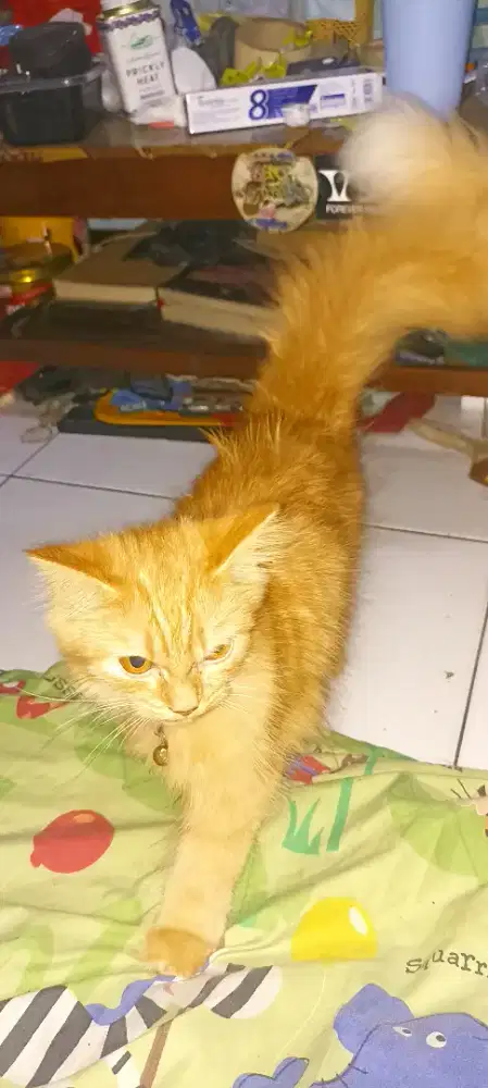 Lepas adopsi kucing Persia x BSH (foto induknya diakhir)