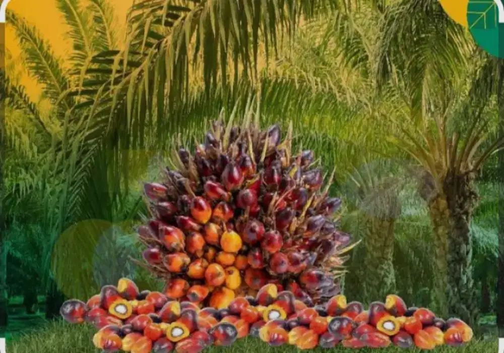 Lowongan kerja perkebunan kelapa sawit