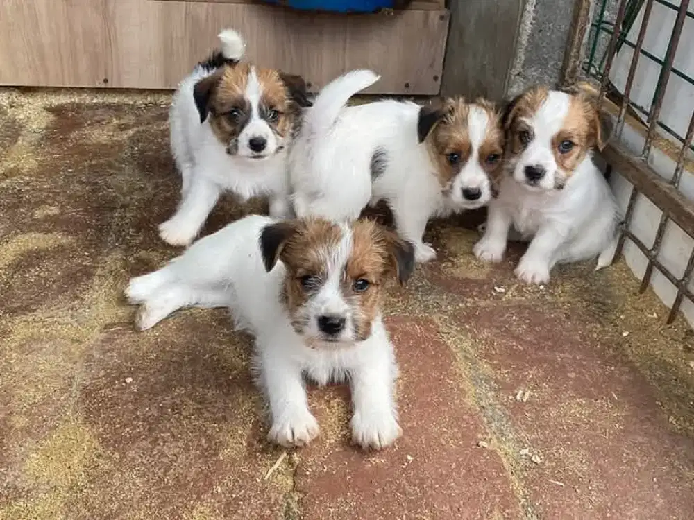 DIJUAL ANJING JACK RUSSELL TERRIER