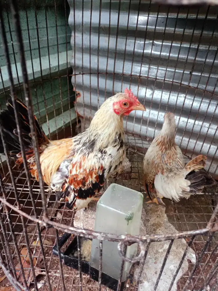 Jual ayam Kate Sepasang Remaja