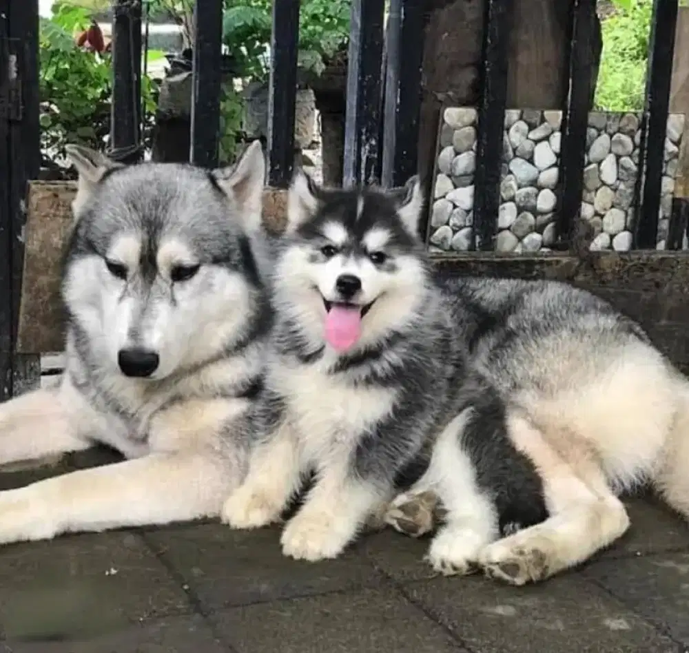 DIJUAL ANJING SIBERIAN HUSKY