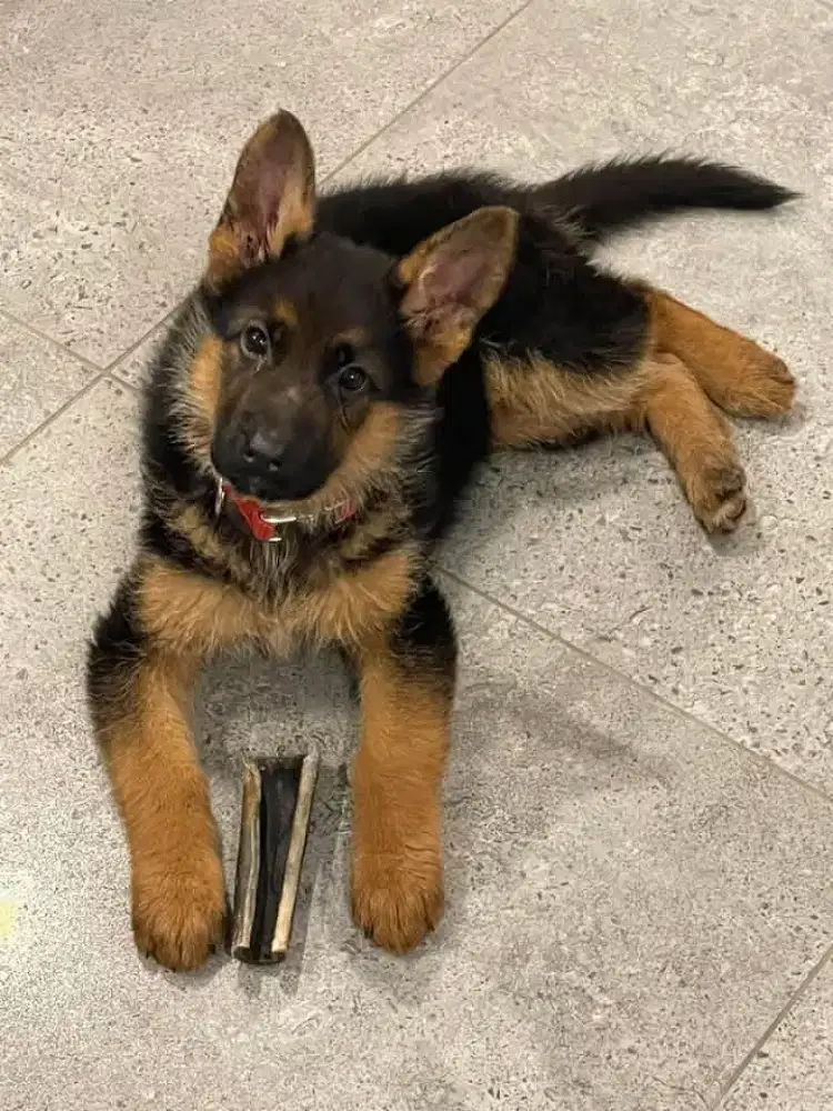 DIJUAL ANJING HERDER