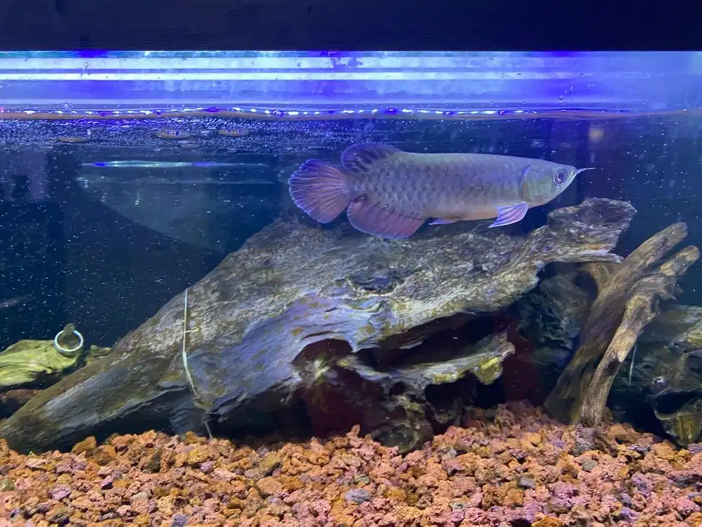 Ikan arwana golden red mantap ukuran 15-17cm