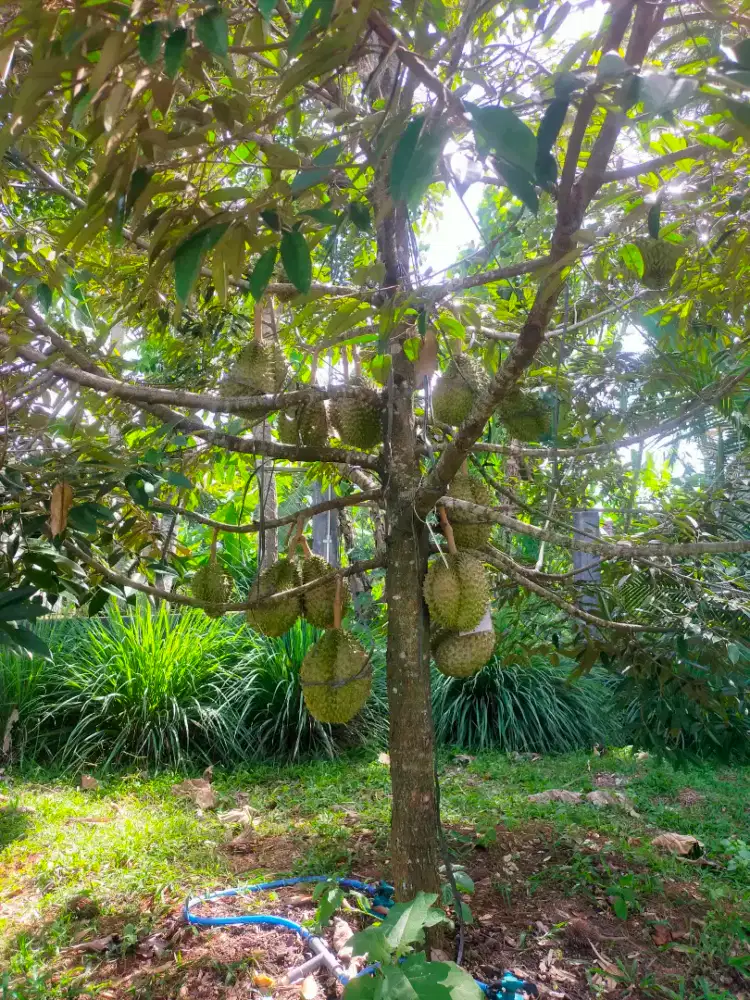 Kebun Durian Istimewa Siap Panen 3750 m2 Bonus Villa