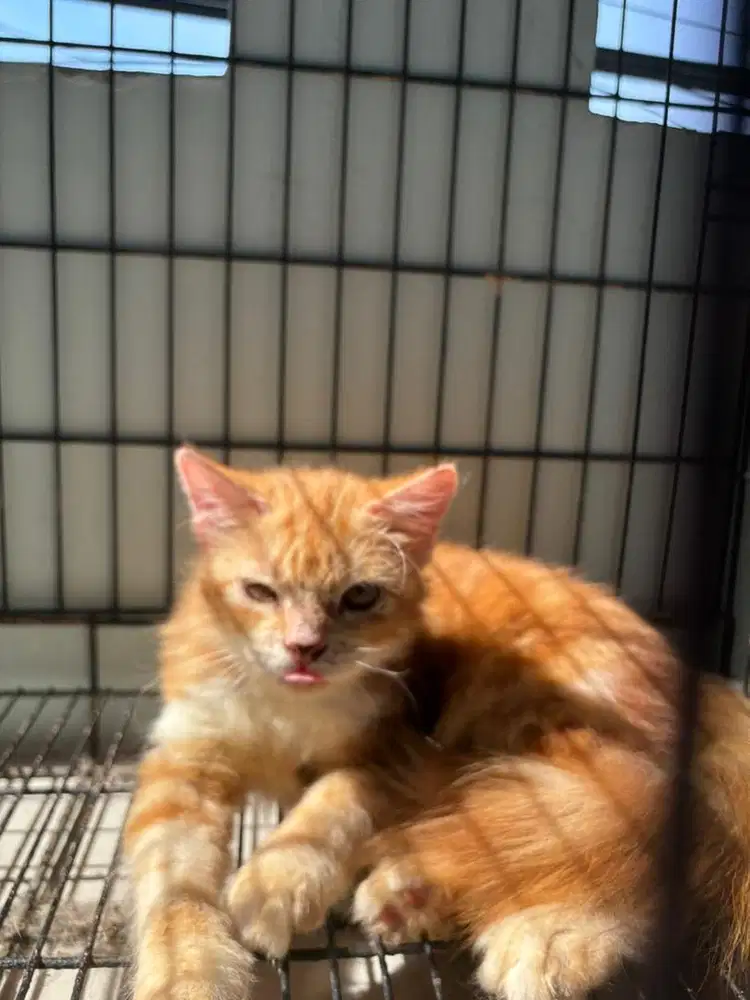 Open adopt kucing anggora mix xo ganti pakan