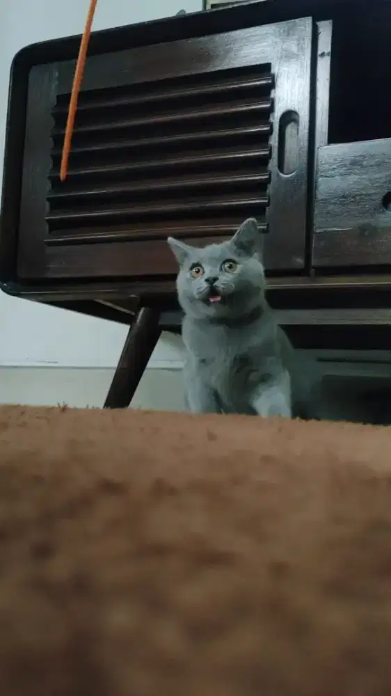 Kitten British Shorthair BSH