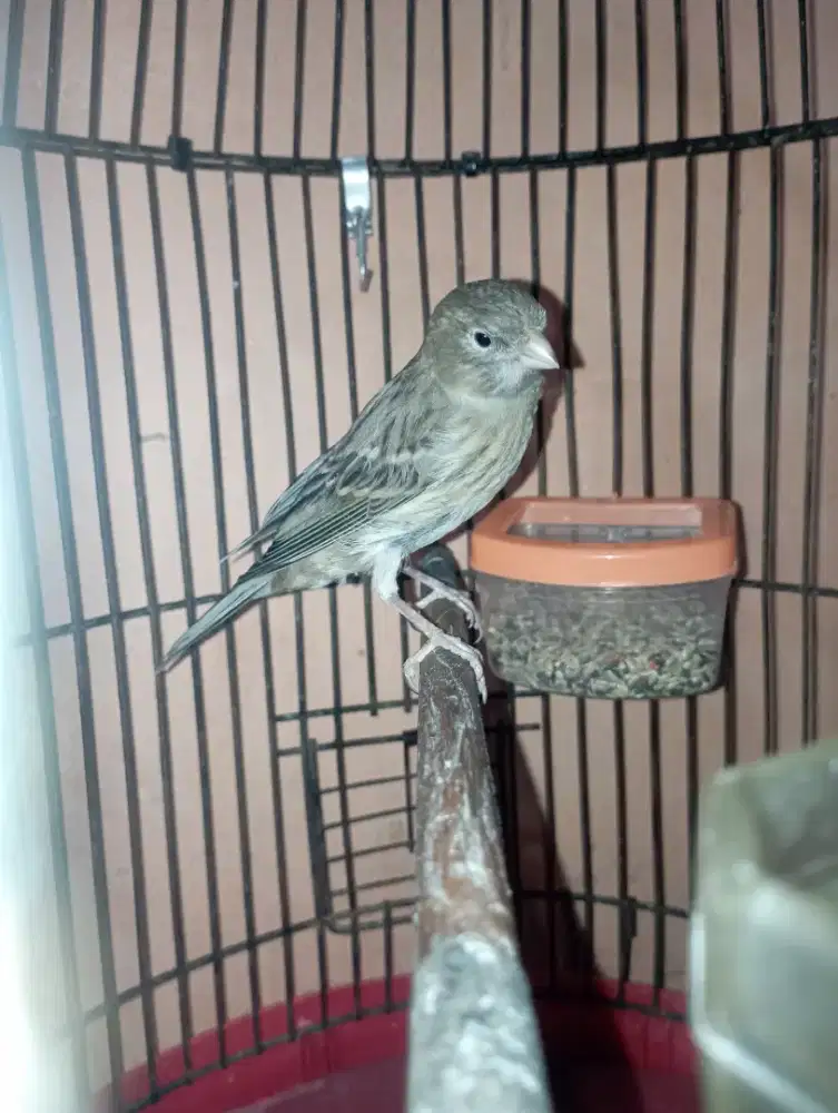 Burung kenari starblue gacor