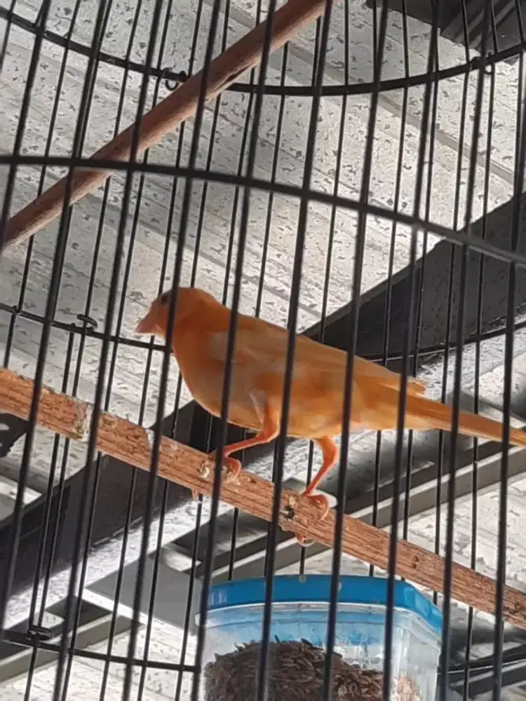 Burung kenari paut sdh wiksar