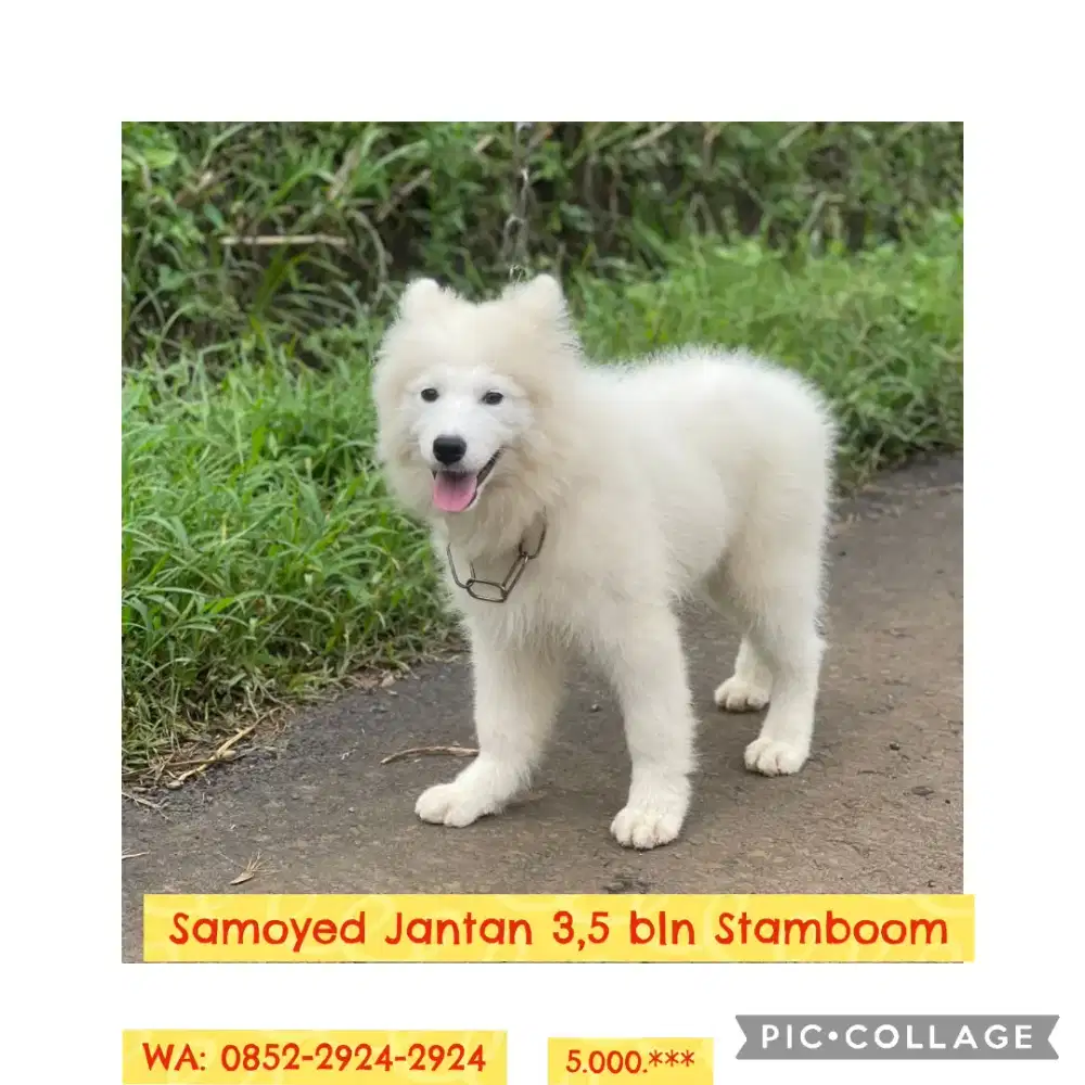 Samoyed Jantan 3,5 Stamboom