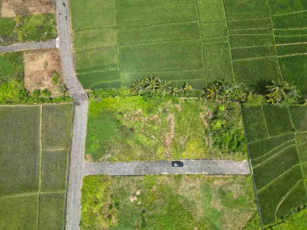 Tanah Kedungu Cocok Untuk Investasi