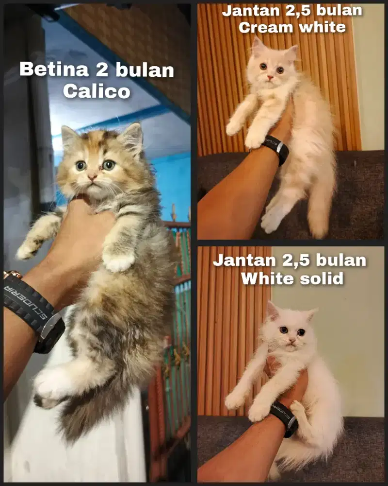 Kitten persia flatnose Longhair