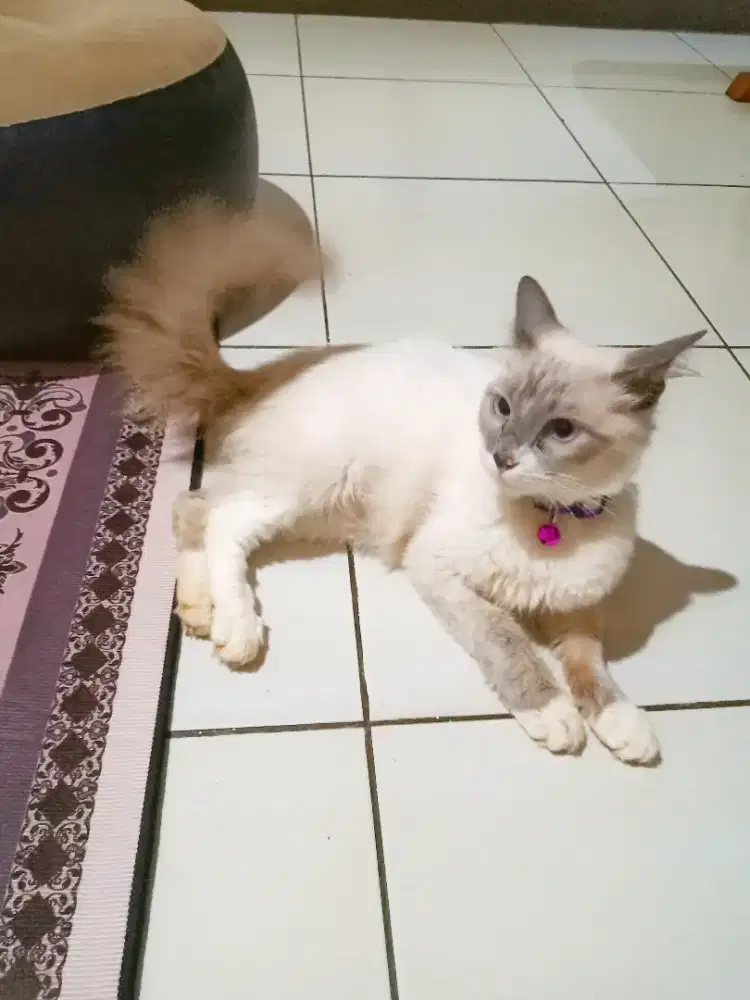 himalaya ragdoll jantan dan betina siam/thai sehat.