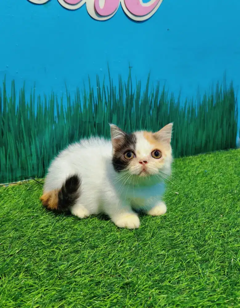 Munchkin BSH Gaelic Calico Cebol Minuet Kitten Betina
