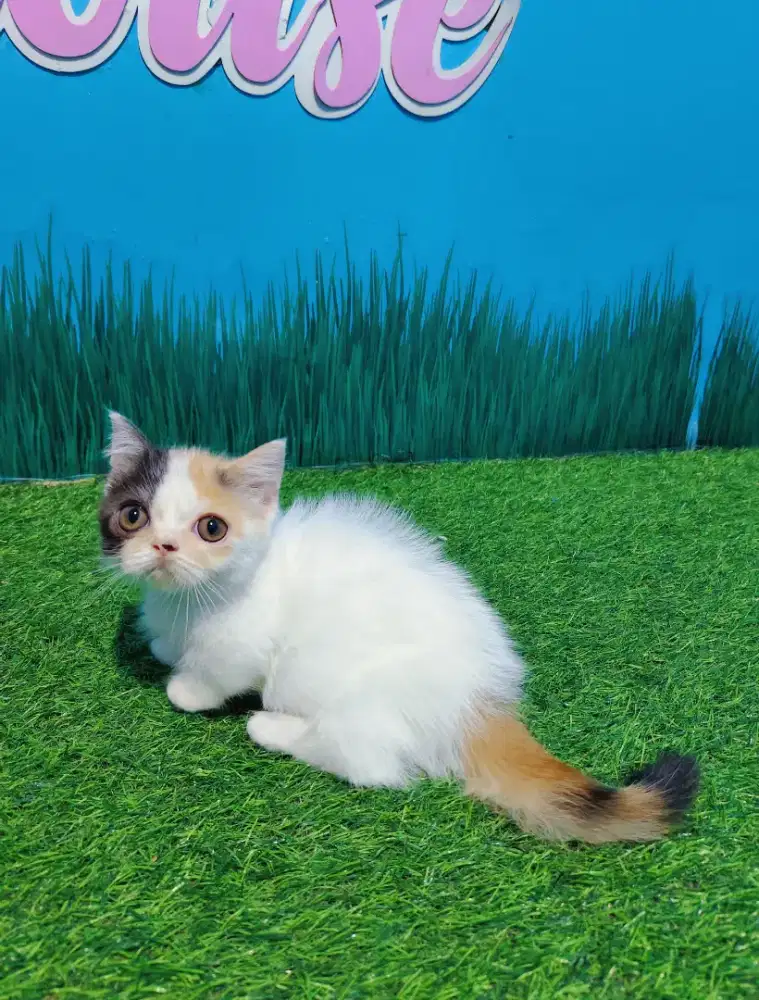 kitten Munchkin BSH Gaelic Calico Cebol Minuet Betina