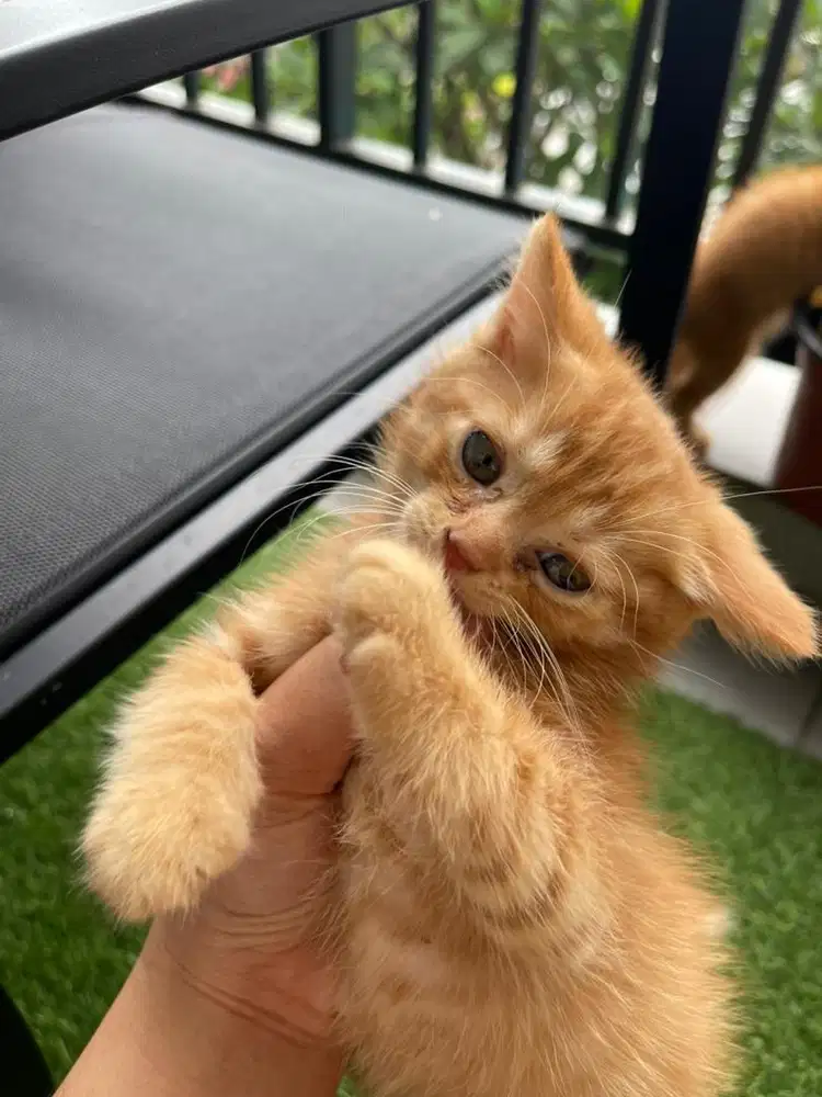 Open adopt anakan kucing