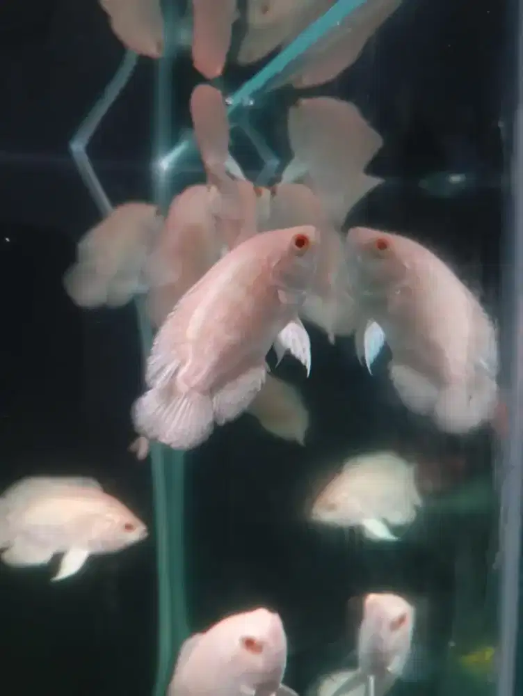 Ikan Oscar Tiger albino mata merah
