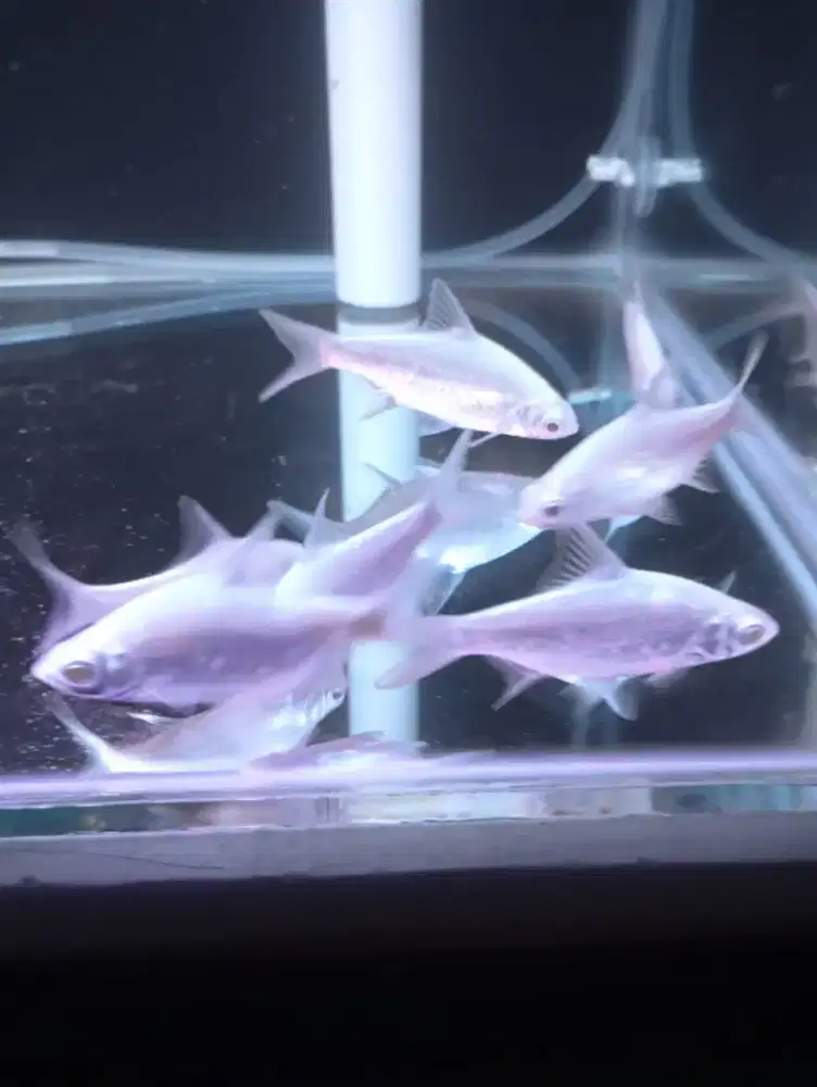 Ikan kaviat platinum mata merah