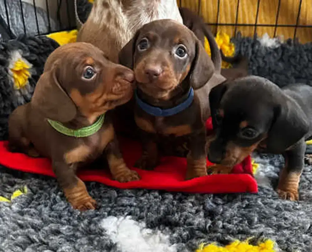 DIJUAL ANJING TEKEL DACHSHUND