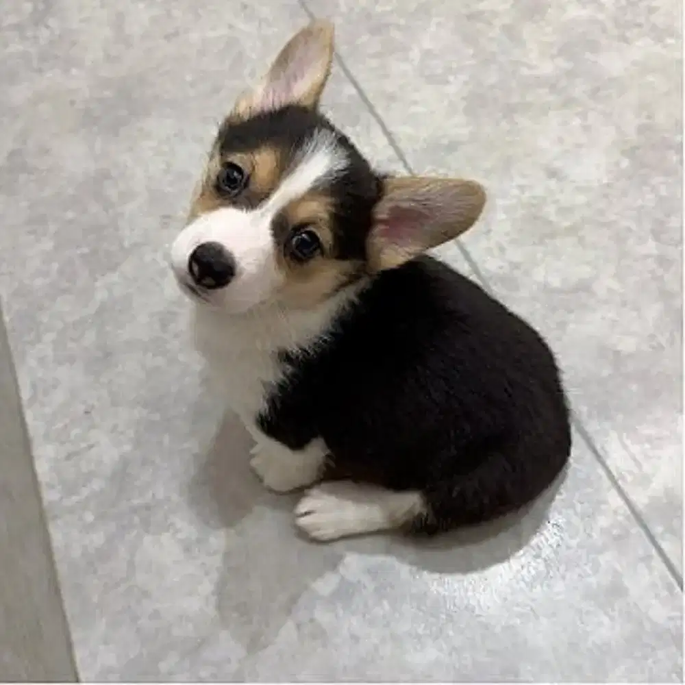 DIJUAL ANJING WELSH CORGI