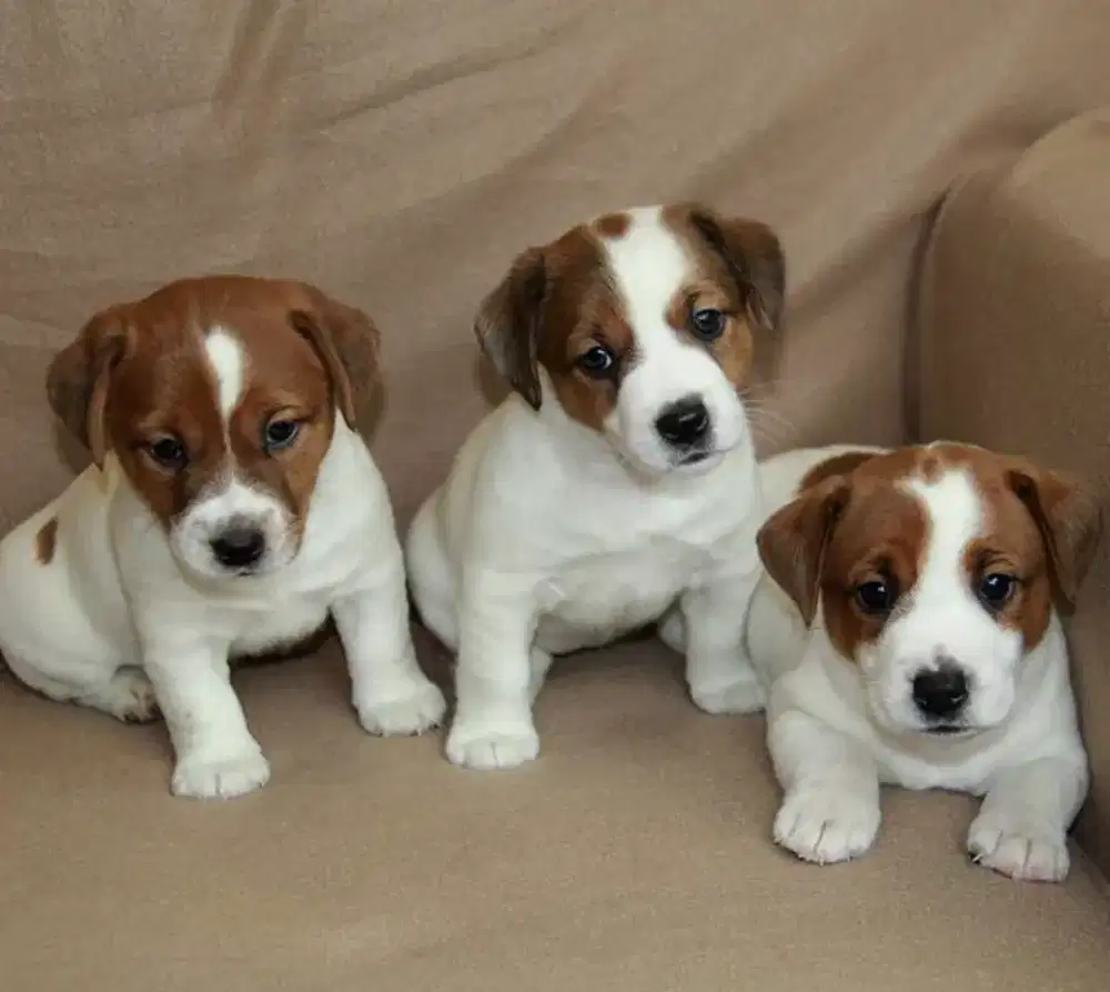 DIJUAL ANJING JACK RUSSEL