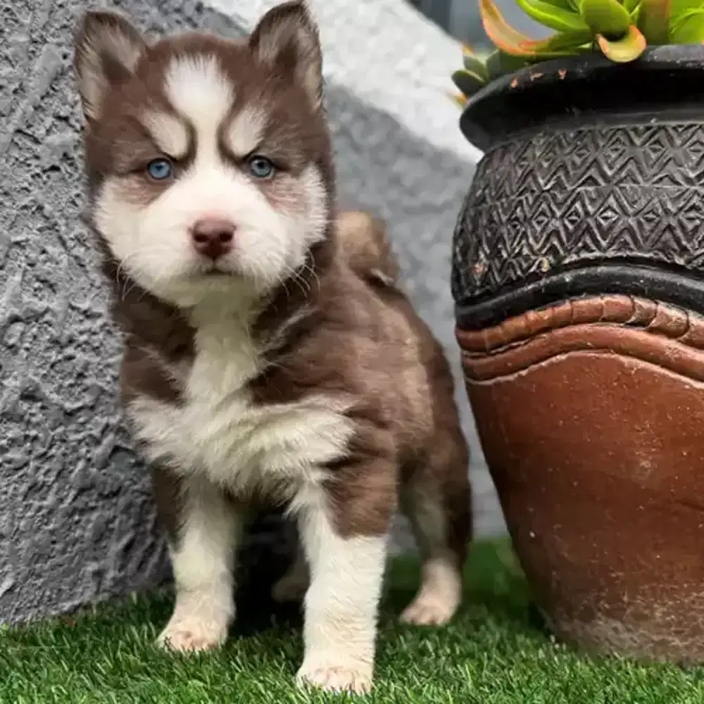 DIJUAL ANJING SIBERIAN HUSKY