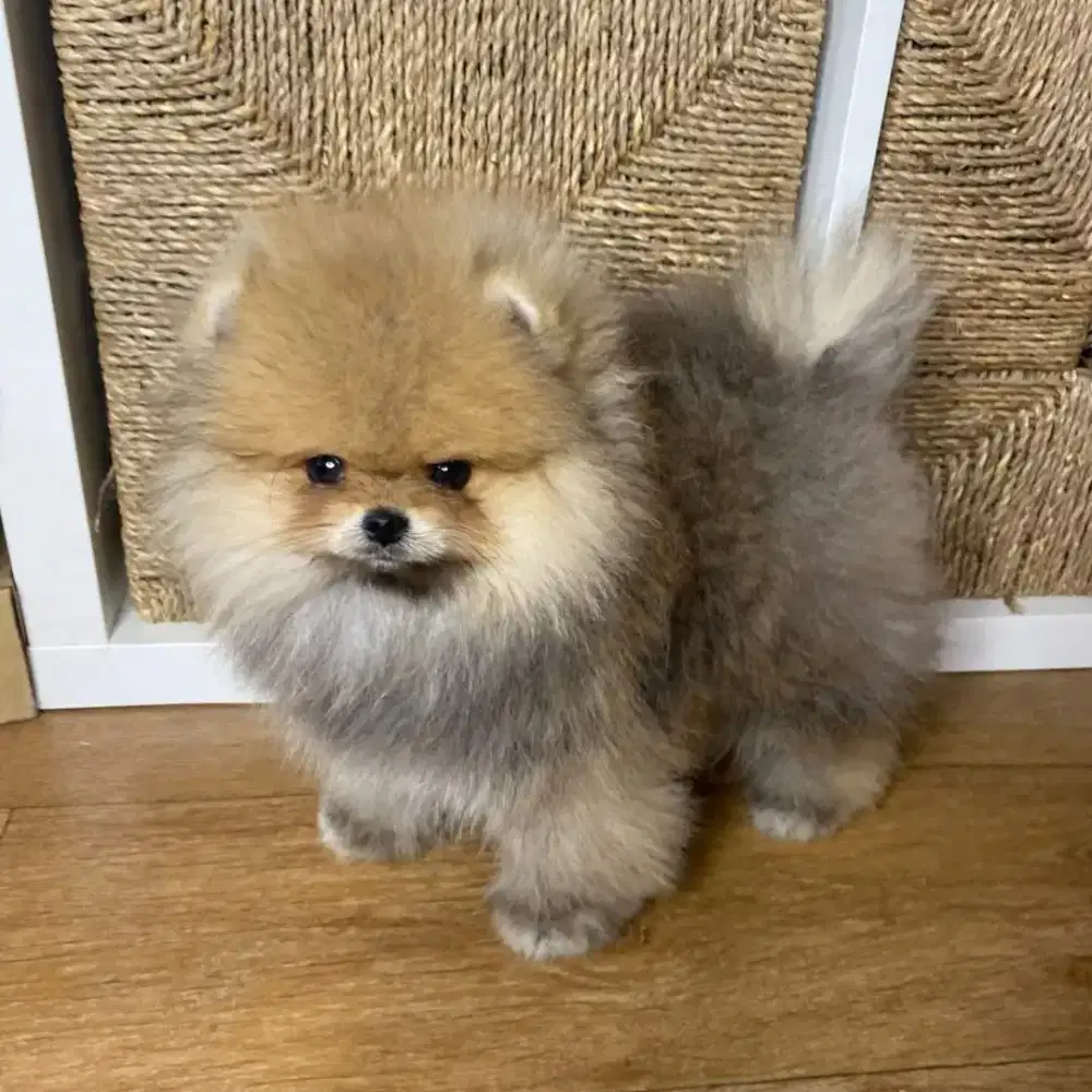 DIJUAL ANJING MINIPOM