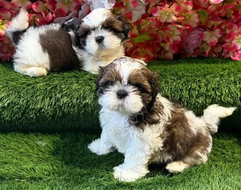 DIJUAL ANJING SHITZHU