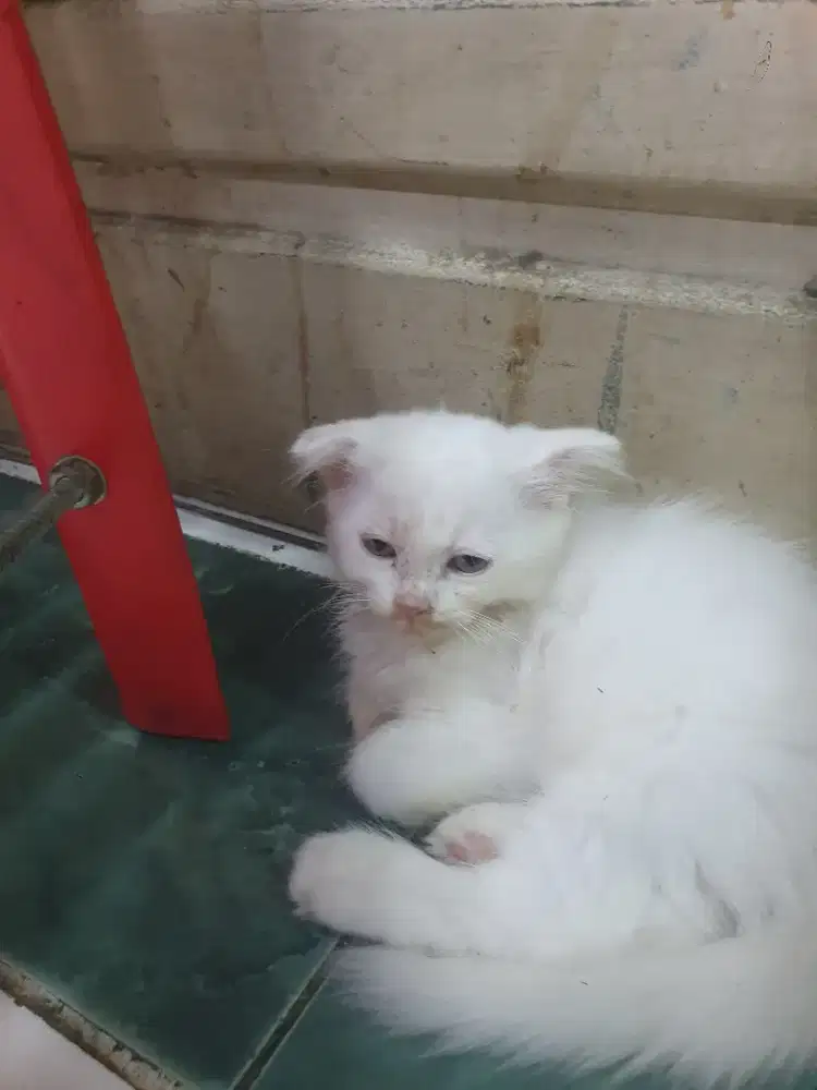 Kirren scotish fold mix persia jepang mix bsh murah