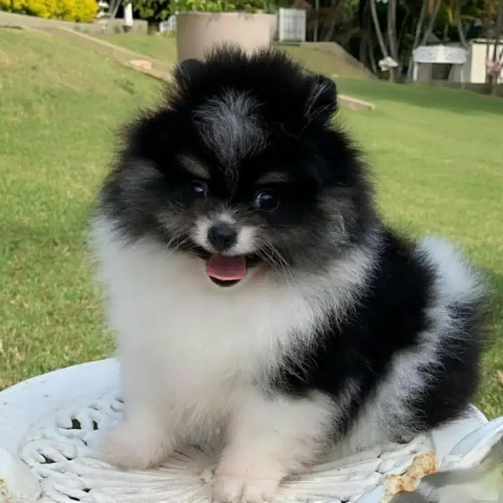 DIJUAL ANJING MINIPOM