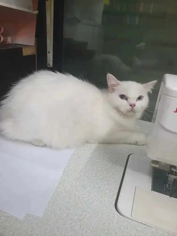 Kucing persia jantan dan betina import