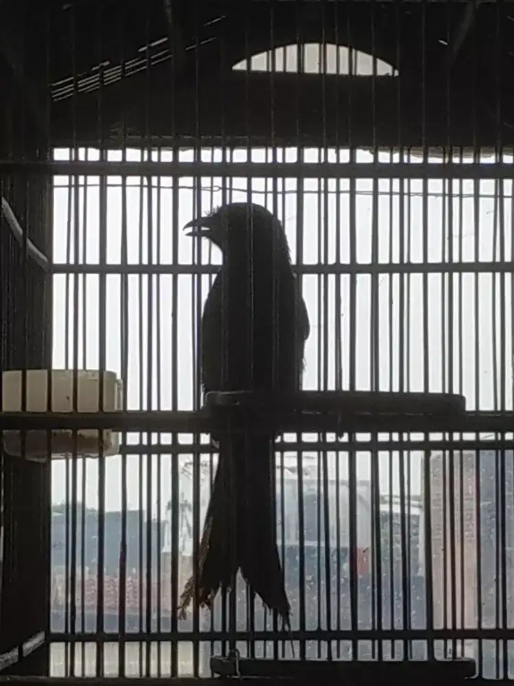 Burung srigunting hitam