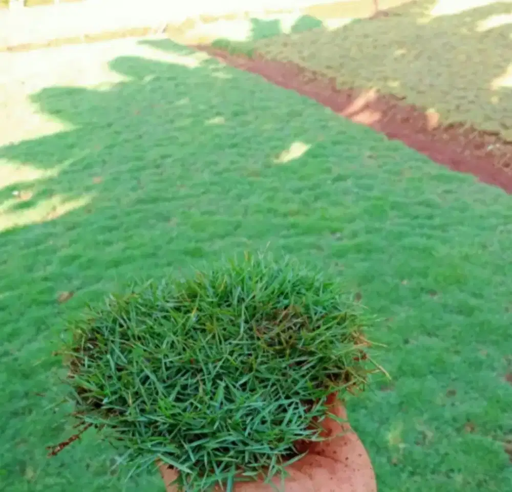 Rumput jepang / rumput peking